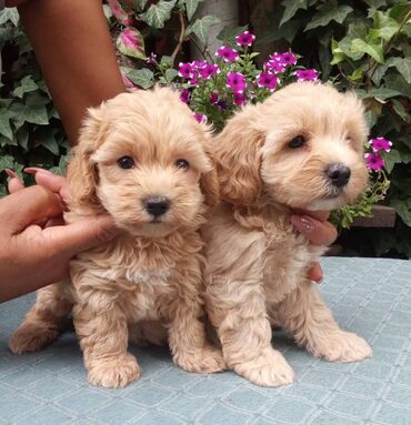 mini pomeranac boo cena: MALTIPOO stenad MALTIPOO,stenad,strucno i s velikom ljubavlju u