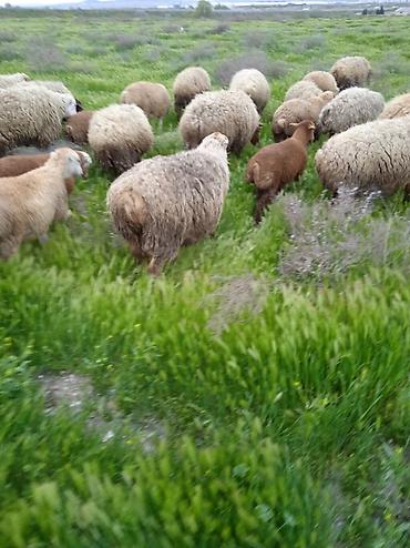 Qoyunlar, qoçlar: Dişi, il: 1, Damazlıq, Ünvandan götürmə — 13