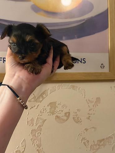 zvanok balası: Cins: Yorkshire Terrier (yorki) balası Rəng: Qara‑tünd qəhvəyi (tan — 4
