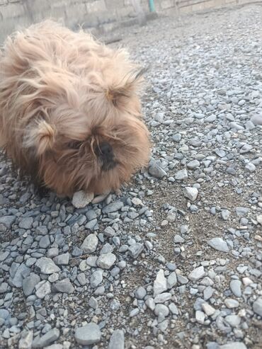 İtlər: Pudel, 8 ay, Erkek, Peyvəndli, Pulsuz çatdırılma — 9