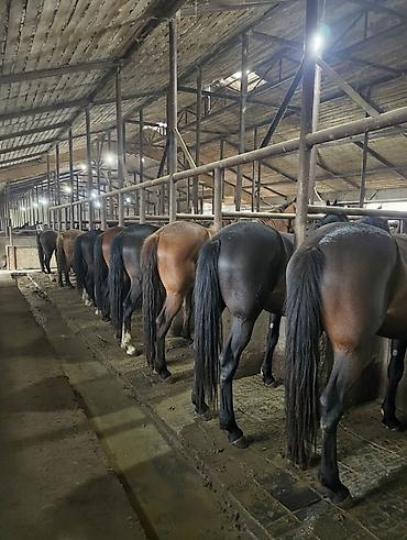 Лошади, кони: Продаю | Кобыла (самка), Конь (самец), Жеребец | На забой | Мерин — 14