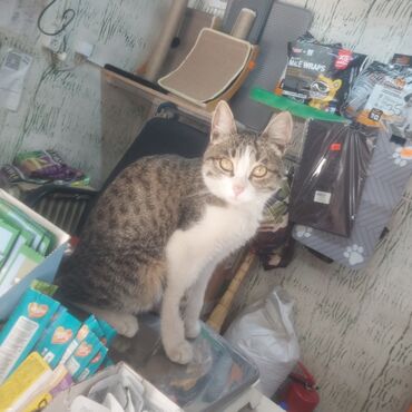 Отдам даром кошку: Кошка даром: Беспородная, 4 месяца, Девочка, Приучена к лотку, Проглистована