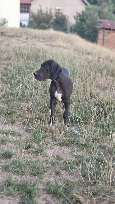 Psi: Dostupne dve zenke nemacke doge, crna i harlekin, izlozbenog — 4