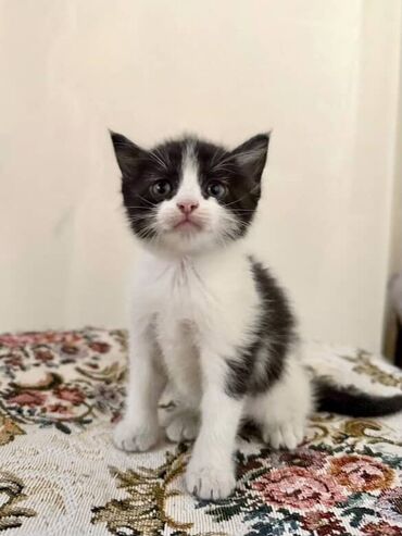 котенок ашера: 1 месяц, Девочка, Приучена к лотку
