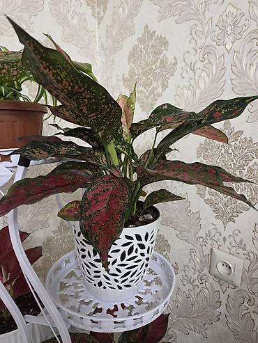 цветные кактусы: Коллекция кактусов и суккулентов в декоративных кашпо - Разнообразные — 3