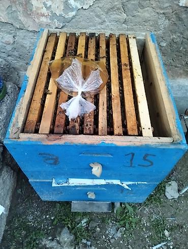 Arılar: Salam 4yeşik arıdı Karnika sortudu biri Qafqaz sortudu 2 mərtəbə tam — 10