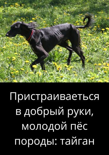 продажа щенков немецкой овчарки в бишкеке с документами: Ит бекер берилет: Тайган, 2 жаш, Эркек, Эмделген