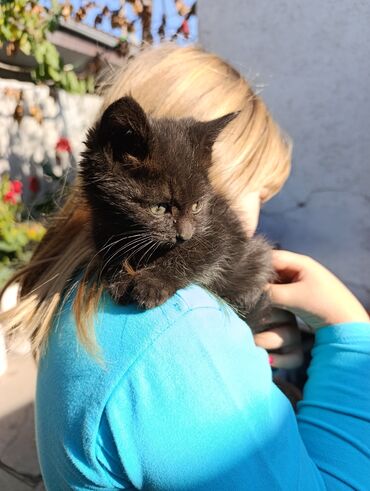 возьму кошку в добрые руки: Кошка даром: Беспородная, 2 месяца, Девочка, Проглистована