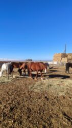 объявления о найденных собаках: Сатам | Бээ (ургаачы), Жылкы (эркек)