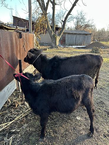 Коровы, быки: Продаю | Корова (самка), Тёлка | Полукровка, Алатауская | Для разведения — 6
