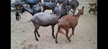Mal-qara: Keçiler ispaniynın Mursiyana keçileri südlük satılır 10 Ana 1 erkəy