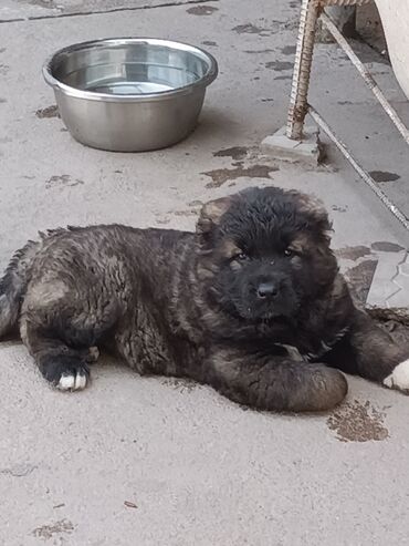 Собаки: Продаю открыта бронь на щенков кавказской овчарки из под завозного