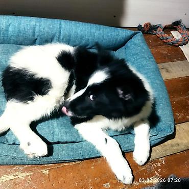 Отдам даром собаку: Щенок, черно-белый, среднего размера. Порода: дворняга . Возраст на — 13