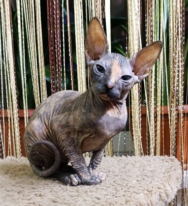 сколько стоит американская короткошёрстная кошка: Девочка,донской сфинкс,ищет добрую и любящую семью!!!О себе:Очень