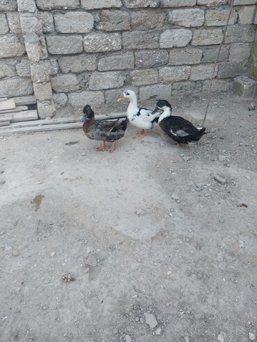 ordek balasi nece gune cixir: Salam.tecili sesli ördekler satilir 3 denedi.bir xoruz 2 fere