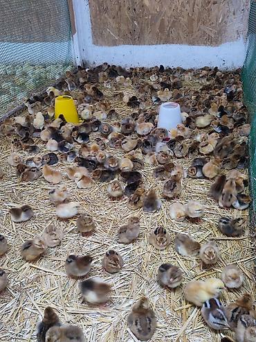 Куры, петухи: Продаю | Цыплята | Кучинская | Для разведения — 7