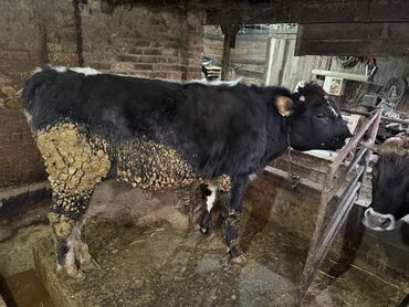 Коровы, быки: Продаю | Бык (самец) | На откорм | Привязанные — 10