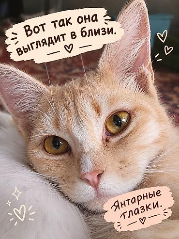 Продажа кошек: Мейн-кун, 1 год, Девочка, Рыжий, Метис — 5