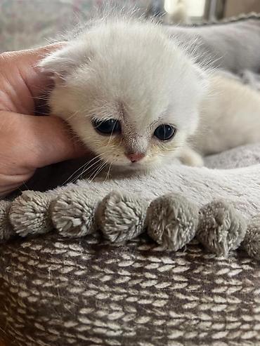 Pişiklər: Şinşilla, Erkək, Dişi — 12