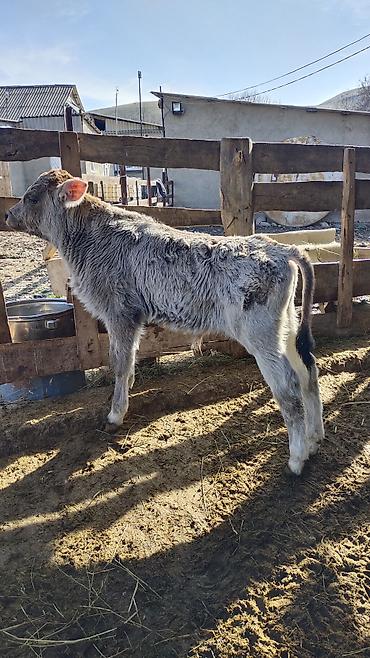 Коровы, быки: Продаю | Корова (самка) | Для разведения | Привязанные — 12