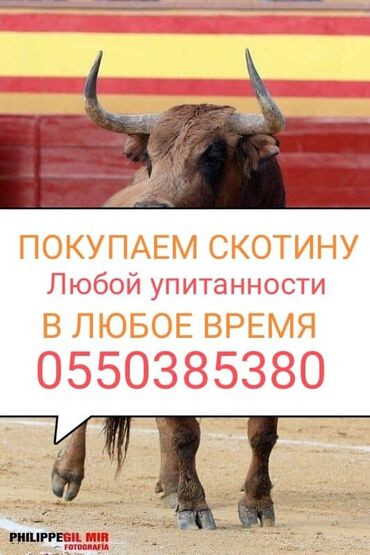 высокоудойные коровы в кыргызстане: Куплю | Коровы, быки, Лошади, кони, Другие с/х животные | Круглосуточно, Любое состояние, Забитый