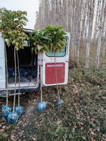 Декоративные деревья: Саженцы деревьев: Клёны — 7