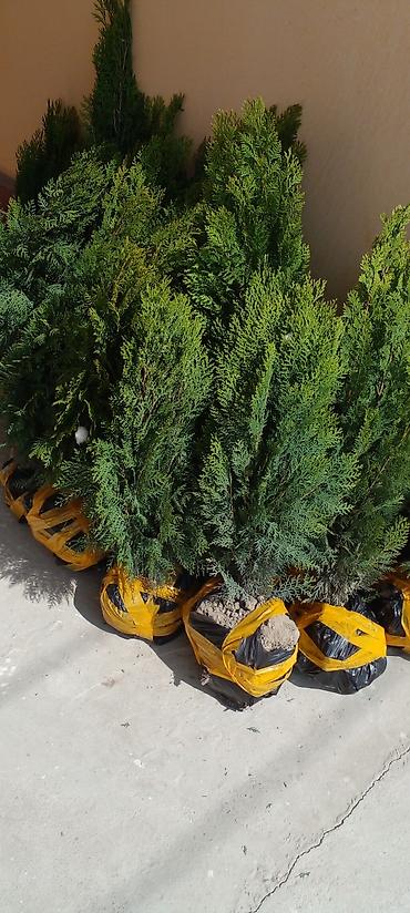 Другие товары для дома: Саженцы роз оптом — 18