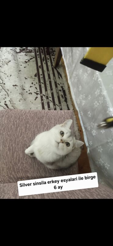 Pişiklər: Şotland yastı qulaq — 26