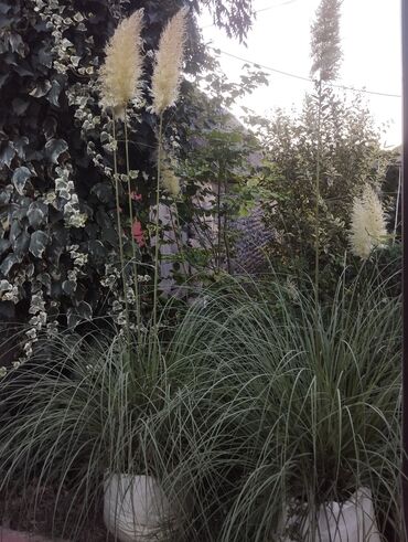 Çöl bitkiləri: Gümüşü-boz rəngli yarpaqları olan bu evkalipt bitkiləri bağlarda və ya -da lalafo.az — 6 Çöl bitkiləri: Gümüşü-boz rəngli yarpaqları olan bu evkalipt bitkiləri bağlarda və ya — 6