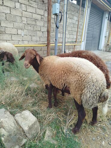 Кролики: Salam damazlıq 11 aylıq tougludu super qoyun sürməyi var qızğın