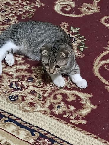 коты бишкек: Шотландский вислоухий котёнок (скоттиш-фолд), тигровый окрас табби с — 4