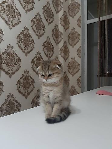 Продажа кошек: Шотландский вислоухий котёнок - Порода: Scottish Fold (вислоухий) - — 3