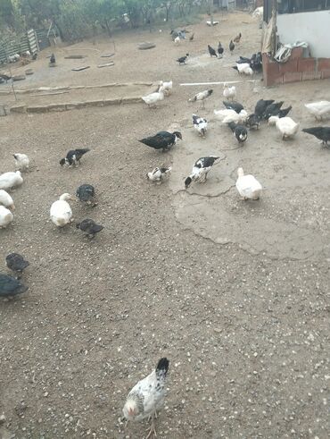 İçkilər: Müxtəlif ev quşları satılır. - Ördəklər: ağ və qara-ağ ləkəli