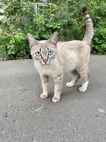кошка черная: Котята в добрые руки! Им около месяца, скорее всего мальчики, пока — 8