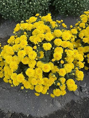 күзгү ош: Көчөттөр Өзү алып кетүү, Акылуу жеткирүү — 2