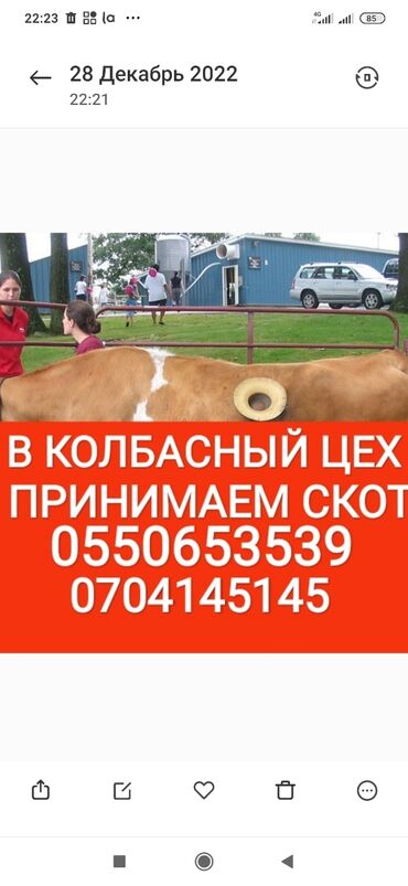 высокоудойные коровы в кыргызстане: Куплю | Коровы, быки, Лошади, кони, Другие с/х животные | Круглосуточно, Любое состояние, Забитый