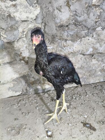 Cücələr: Toyuq cücələri, Damazlıq, Ünvandan götürmə — 16