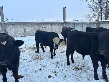 Коровы, быки: Продаю | Бык (самец) | На откорм — 1