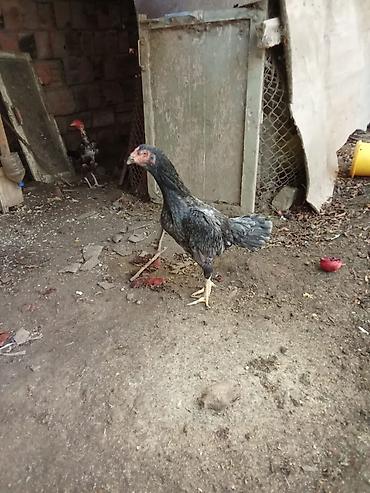 australorp toyuq satilir: Heyrati Atasını 7 meydanda qalib gəlib, balalarınında meydanı var — 1