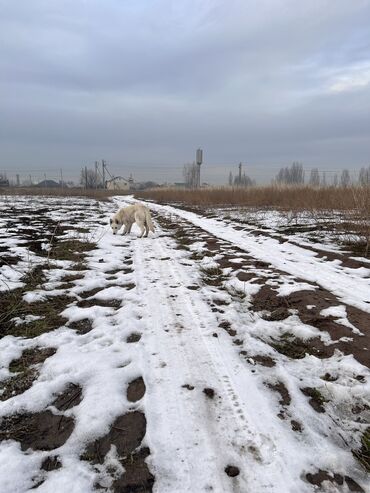 Продажа собак: Швейцарская овчарка, 4 месяца, Самка, С прививкой