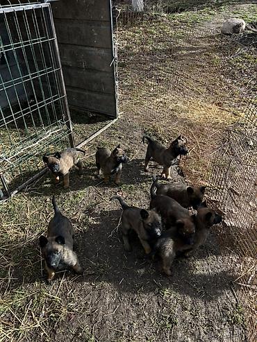 Продажа собак: Щенки Бельгийский овчарки - Порода по типу — короткошёрстные — 10