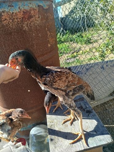 İtlər: Toyuq cücələri, Ətlik