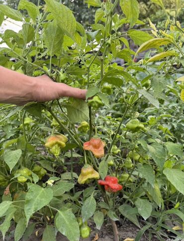 Перец: Перец Полугорький, В розницу — 3