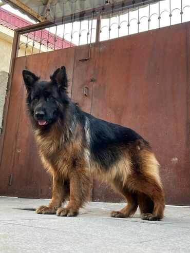 coban itleri: Alman çoban iti, 3 il, Dişi