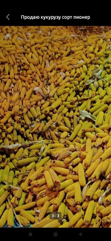 кукуруза пионер цена бишкек: Жугору Торро Плотная доставка