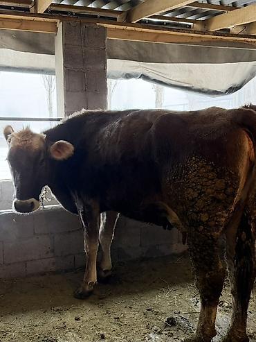 Коровы, быки: Продаю | Корова (самка) | Полукровка | Для молока | Привязанные — 4