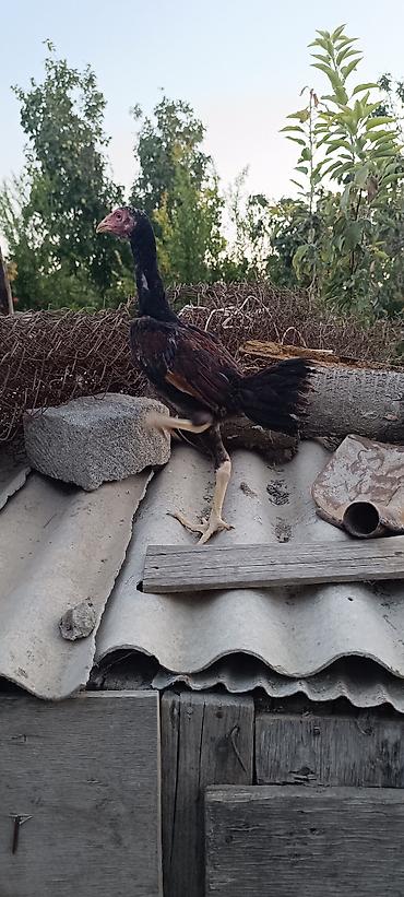 Heyratı becə tam saglam heyvandi 3 ayliq cinsi qani temiz heyvandi lalafo.az -da Heyratı becə tam saglam heyvandi 3 ayliq cinsi qani temiz heyvandi