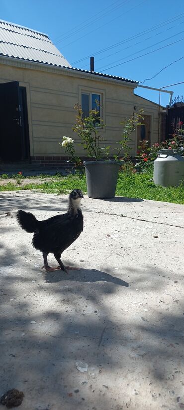 страус птица: 1 месячные цыплята парода Австролорп Румыния линия Космин акция