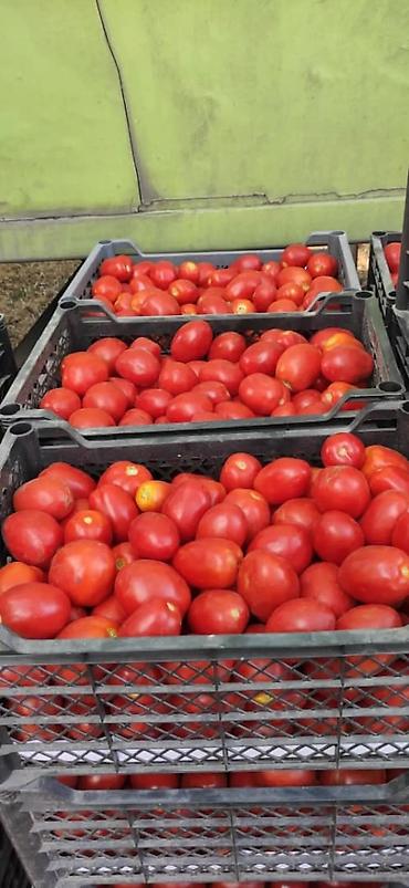 Ящики: Пластиковый Ящик — 25