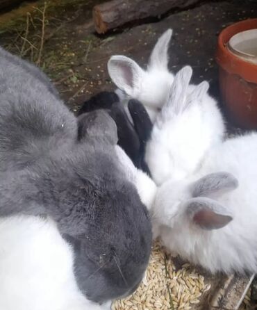 Декоративные кролики: Продаются крольчата с крольчихой,10 июля им будет один месяц, крол